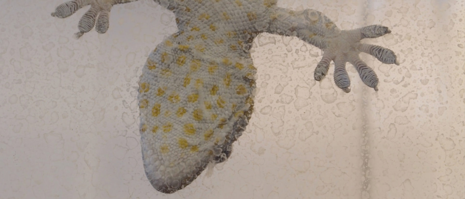 Shadowtime/ ARK, GIFF 2021